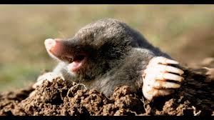 HERKEN DE MOL (Talpa europaea) - YouTube